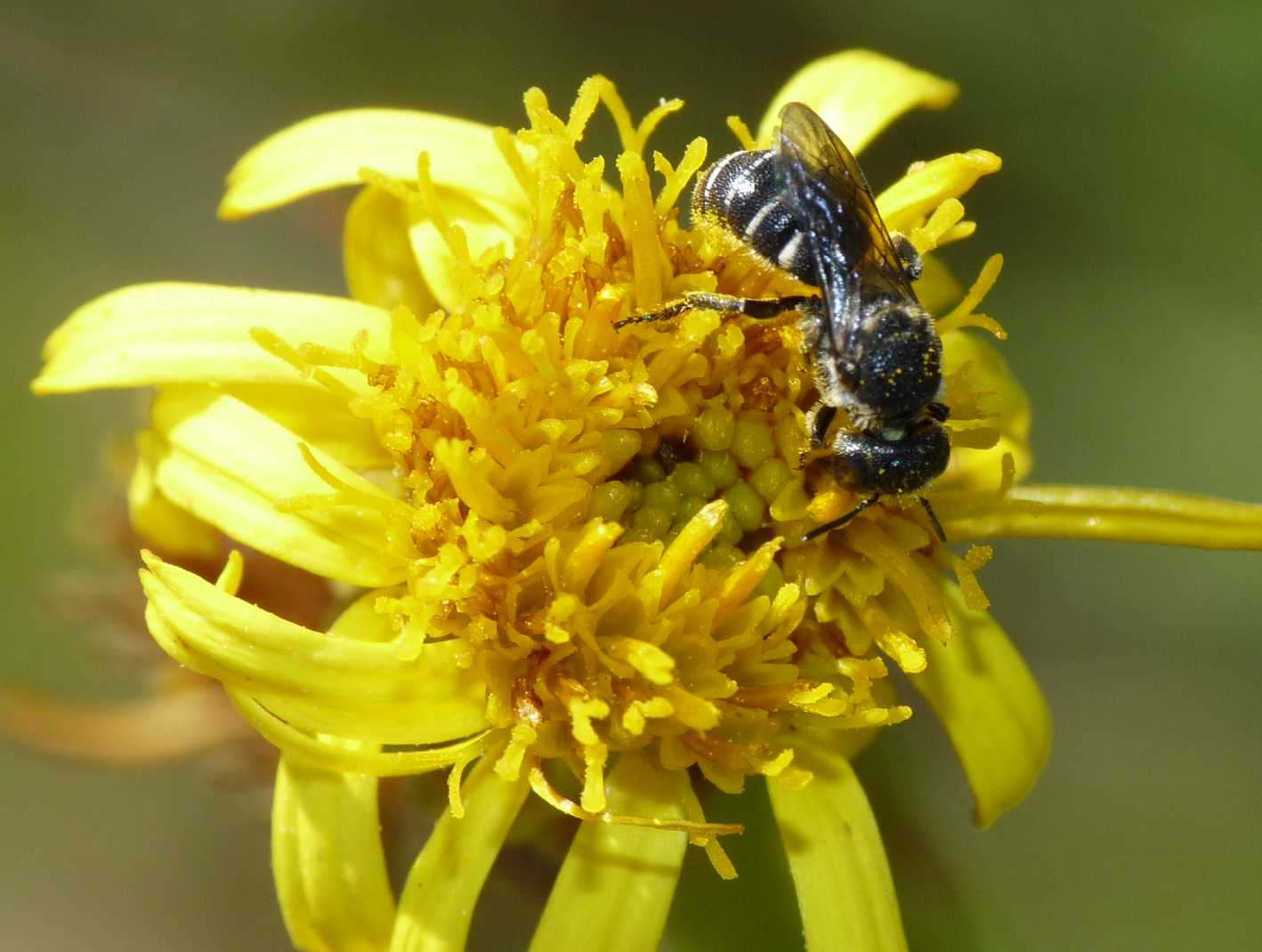 Apine minuscole:  Heriades sp. (Apidae Megachilinae)